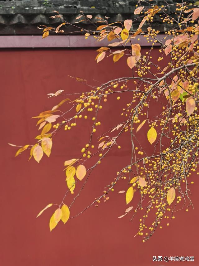 秋风独宠一园菊，晚来香艳出樊篱——北京北海公园2025年菊花展