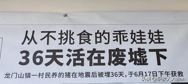 团山村“猪坚强”之旅：精神与文化的激励之行