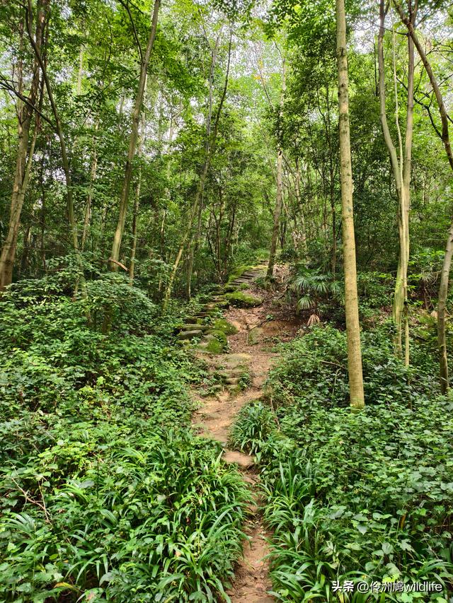 成都徒步（69）·彭州篇⑯法藏寺环线（桥断未走通）