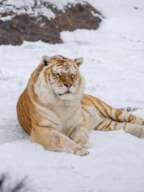 山东有自己的“疯狂动物城”！