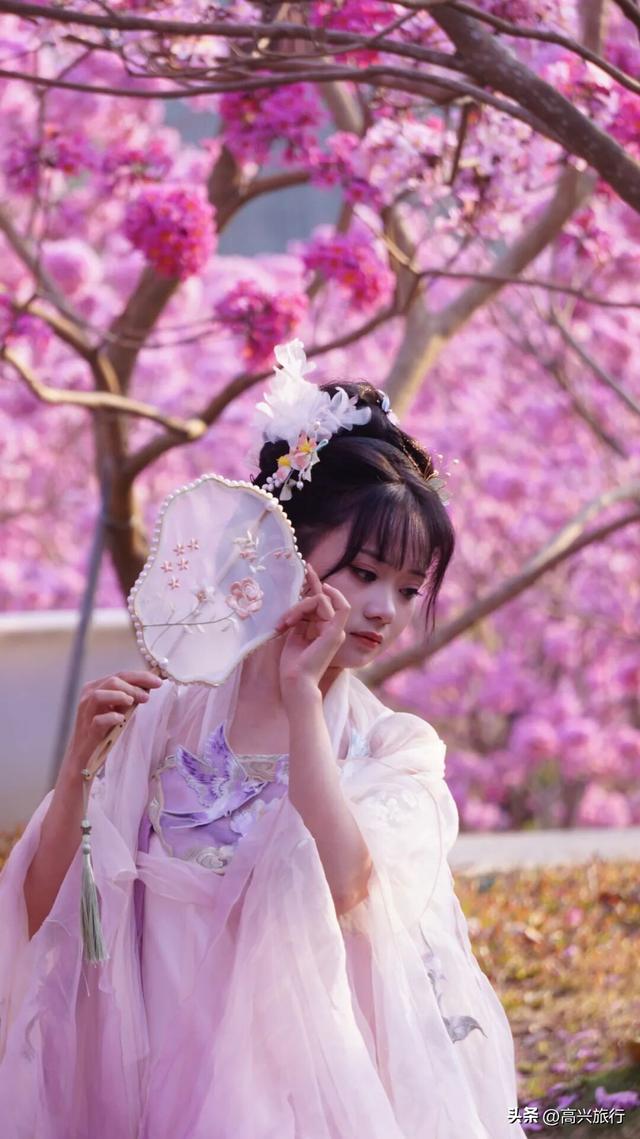 新会大泽绿美生态园太梦幻了，6000株紫花风铃开成童话花海