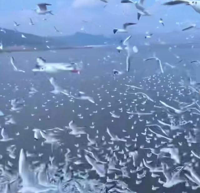 每年秋天，昆明滇池被红嘴鸥“占领”，场面绝了！