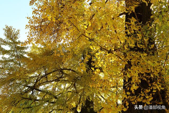 无锡荡口圆通村原圆通寺的旧址上，二棵古银杏今年甚美