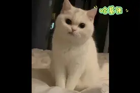 “哈基米”遭到抵制，“奥利给”成为俗语图片