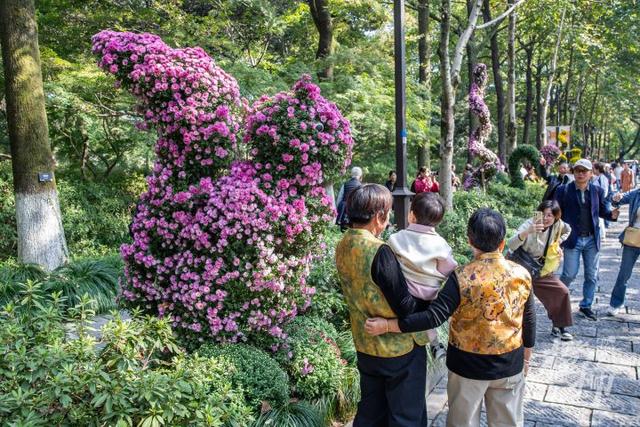 全是人人人人人！一年一度杭州“顶流”人气菊花展登场