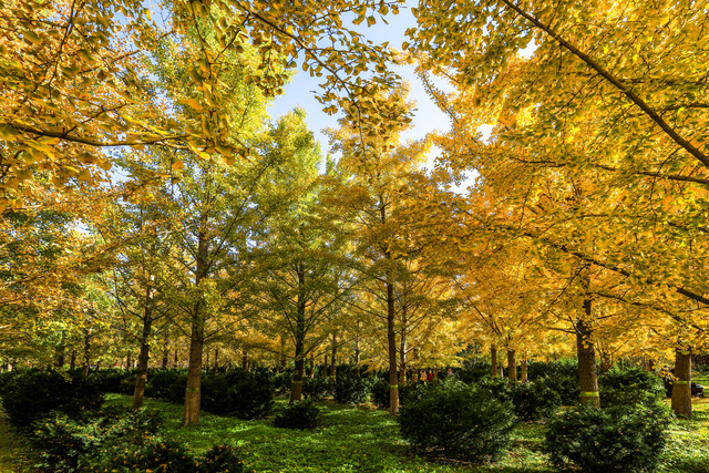 秋日邀约｜听说，你们都去看银杏了