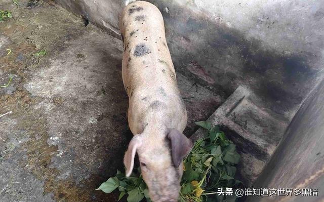 今年死心了，坚决不买农村土猪肉！原因太现实，说出来全是泪