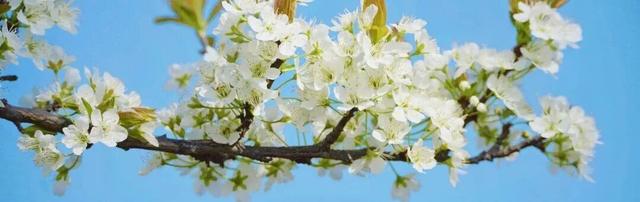 全部免费！成都春日赏花攻略来了，梨花、桃花、李花都开好了！