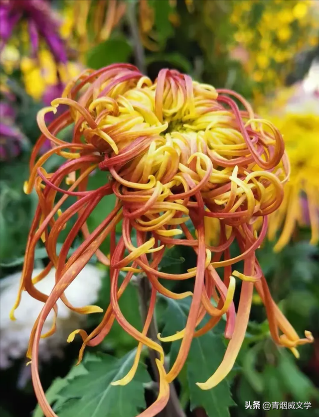 趵突菊韵 锦绣泉城