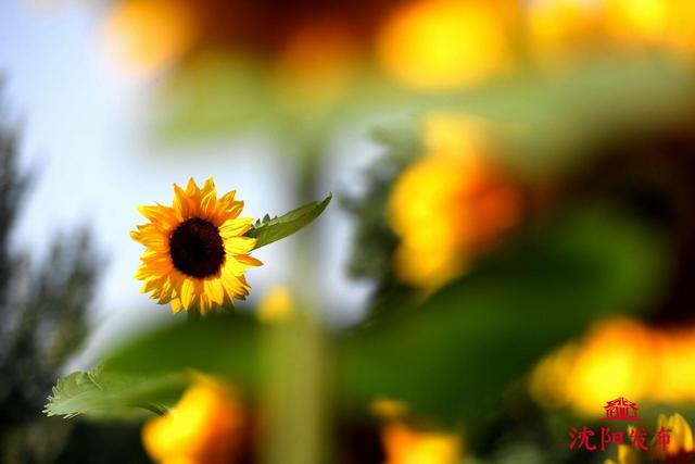 【一城花信·立秋】八月沈阳 花海藏不住
