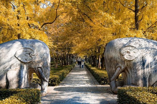 南京秋日童话已上线！这条钟山赏枫路线，藏着整个金陵的浪漫