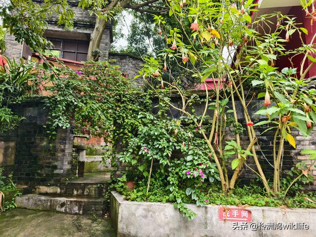 成都徒步（69）·彭州篇⑯法藏寺环线（桥断未走通）