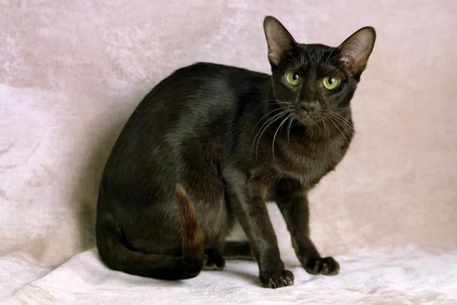 全世界100个宠物猫品种大赏！