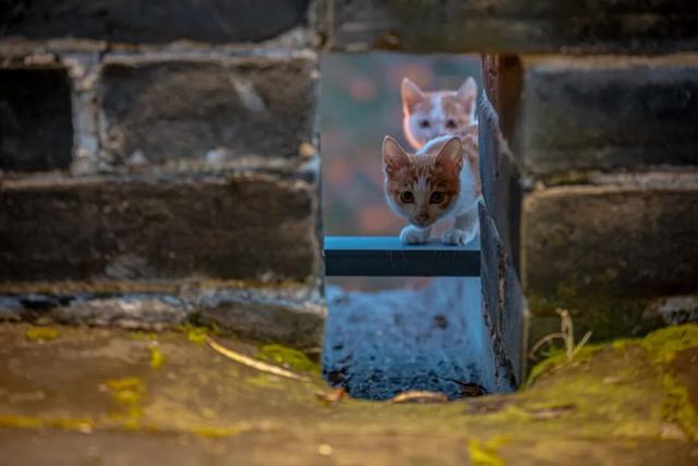 我们把台儿庄古城的秋天“晒”满了朋友圈，温柔了整座古城的初冬