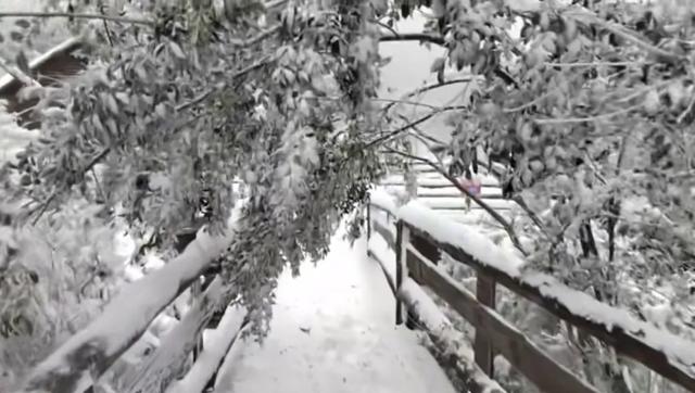 汉中各大景区银装素裹!快来共赴2025年第一场冰雪之约 →