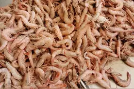 青岛海鲜：12种虾蟹和24种贝类图谱图片