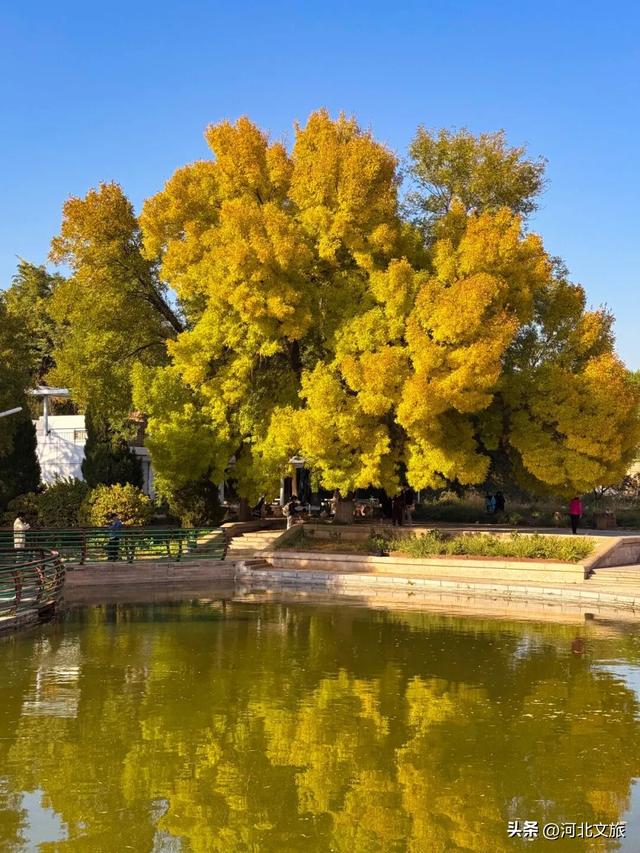秋日，不去一趟石家庄植物园，会留遗憾