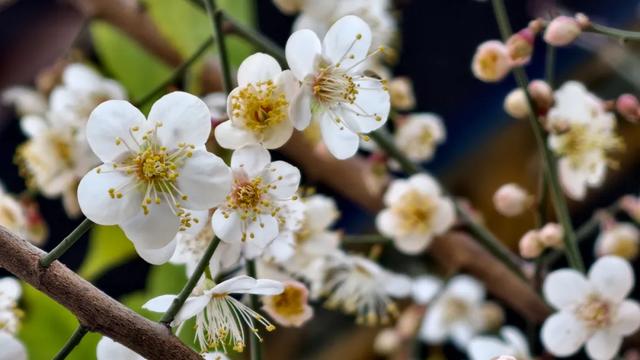 限时“梅”景!郫都这座千年古寺,藏着冬日最治愈的禅意与浪漫