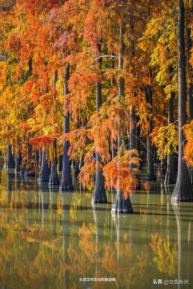 水上森林“红”了!武汉冬日观鸟秘境,邂逅油画里的万鸟齐飞