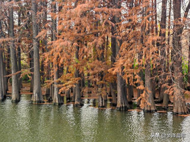 涢水湿地迷人红杉林 冬日画卷中的生态诗篇