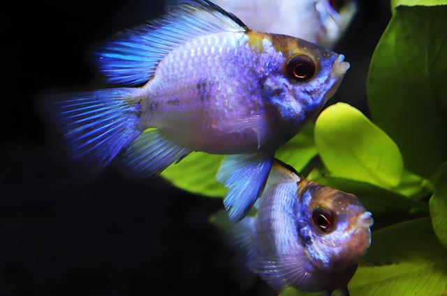 养鱼老司机私藏！手把手教你给七彩神仙鱼找“好室友”