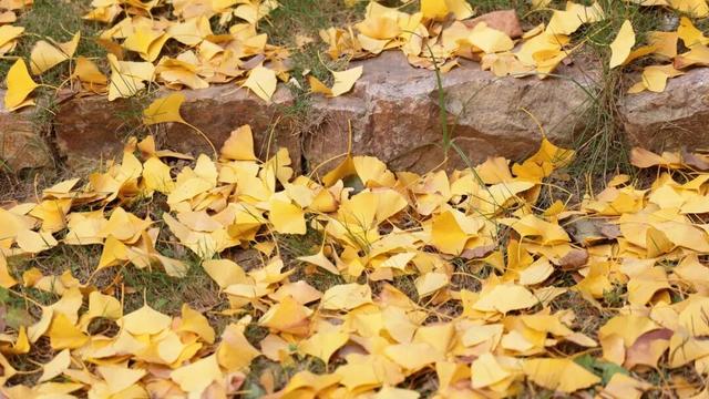 一叶知秋，一树成金，又到银杏醉美时