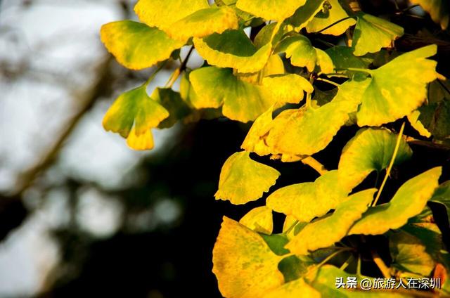 韶关南雄银杏之约，2天1晚赏秋游玩全攻略，体验独特的秋日故事