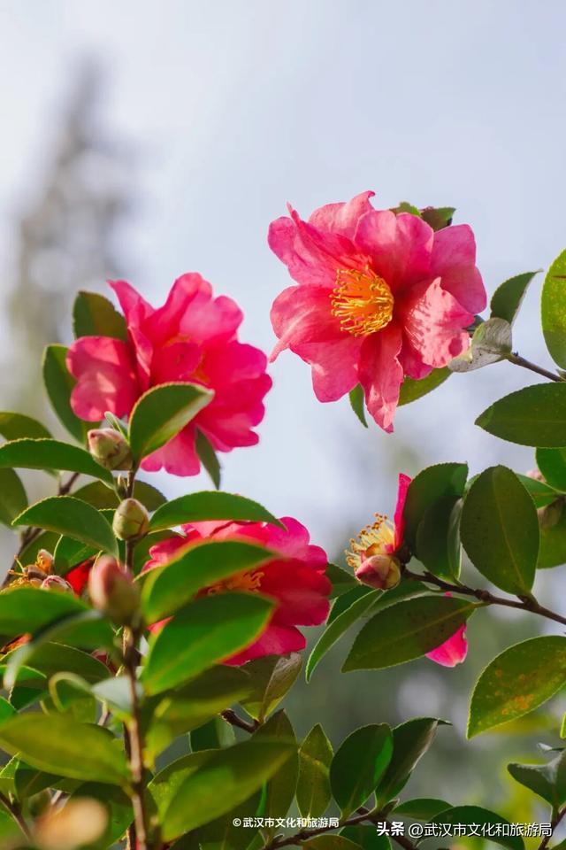 万株兰花盛放，2026赏花季，来了！