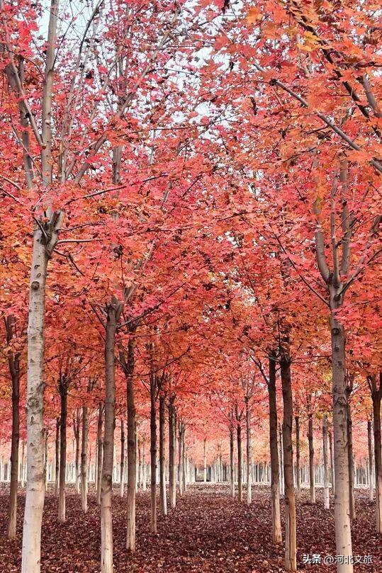 邯郸万亩秀林化作一片红色海洋，带你闯入童话世界
