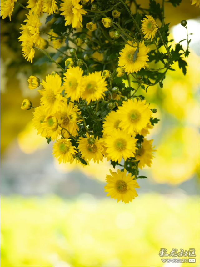 昆明大观公园｜金秋菊花展，旅拍很出片！（附攻略）