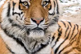 谁说虎毒无情？虎女被狼群殴，虎父一怒，狼群死伤累累|轶闻图片