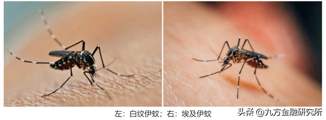 一文了解“基孔肯雅热”产业链