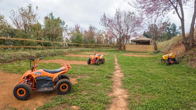 昆明市区冬樱花树下连猪都能自由奔跑的世外桃源