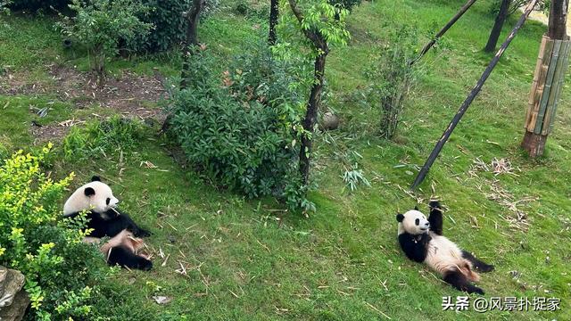 成都不愧是熊猫基地！大熊猫真的太可爱了