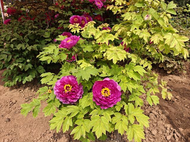 洛阳中国国花园：千亩牡丹盛放 国色倾城醉游人