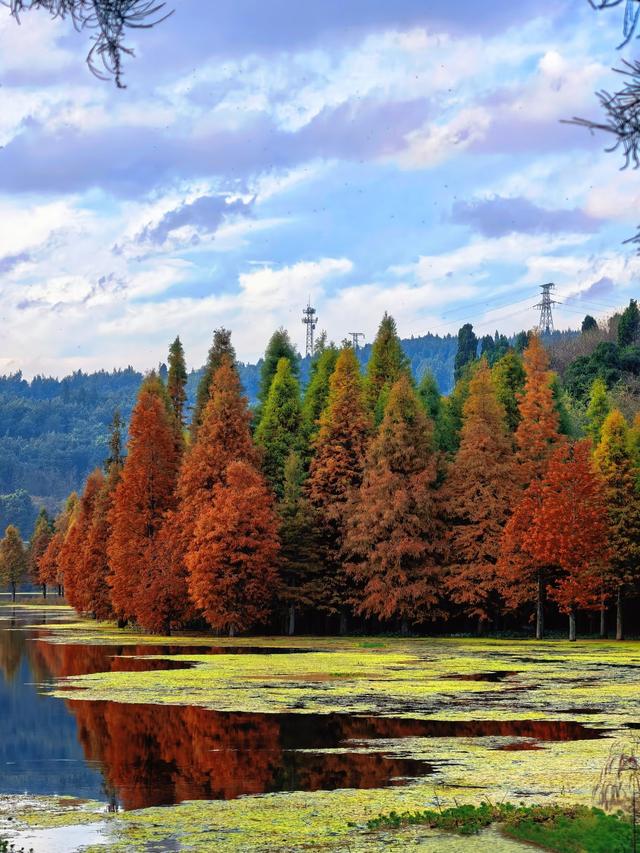 不用去远方，三家村水库水杉红了，一半湖水一半红林太出片了