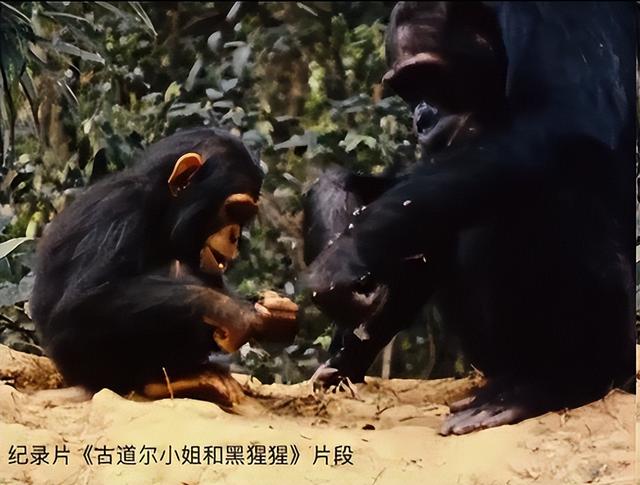 26岁走进非洲丛林，与黑猩猩生活几十年，被群嘲的她却活成了传奇