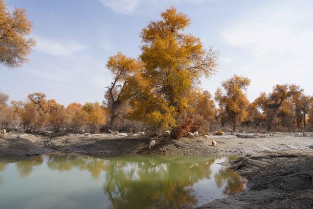 新疆沙雅｜自驾139胡杨秘境公路，一路驶进金色童话世界