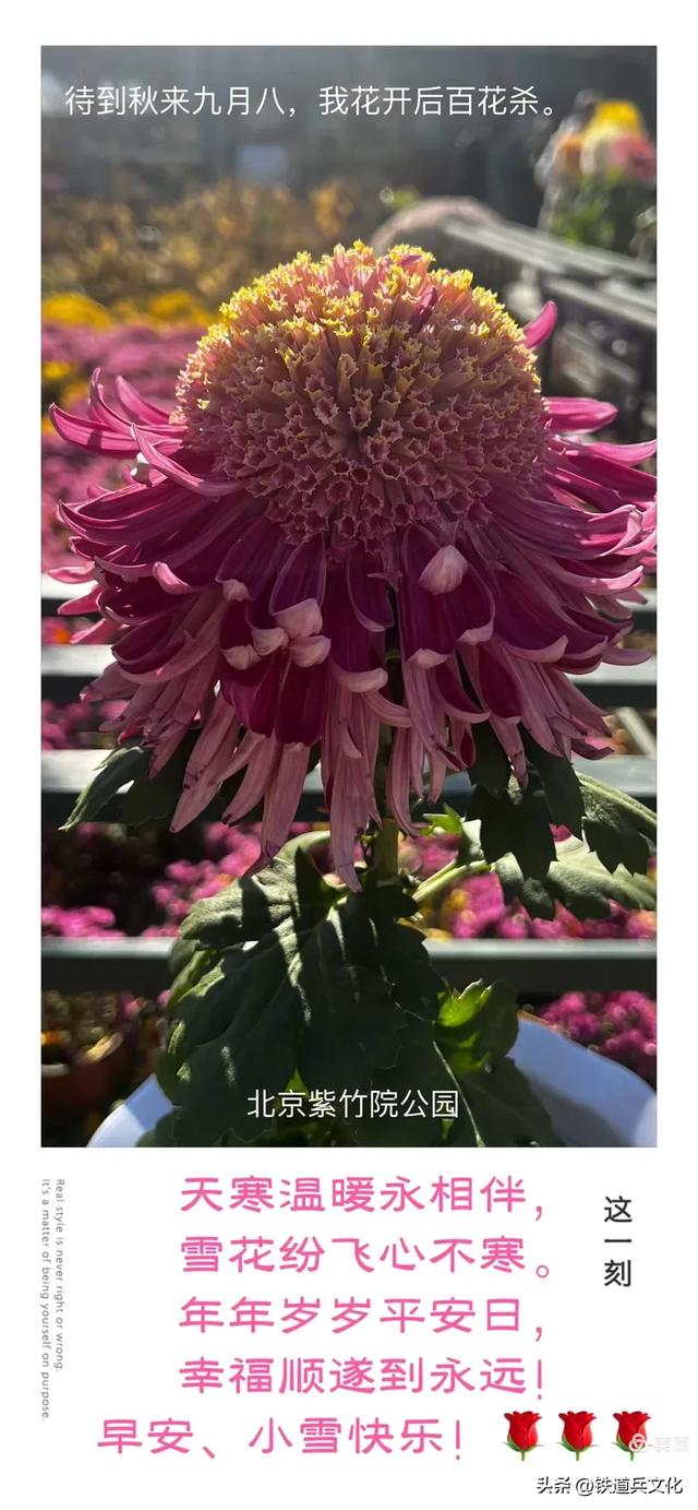 李友珍||岁月倏然·菊韵飘香——紫竹院公园的菊展