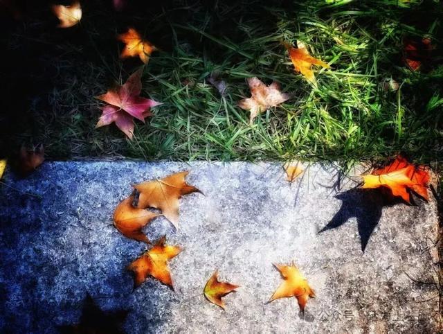 土右旗的秋天不用买，弯腰就能“捡”到治愈！