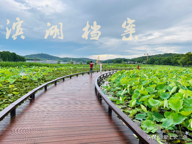 蠡湖荷韵