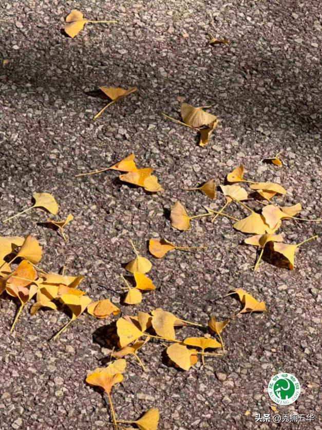 冬日美景在五华｜圆通山老银杏，藏着昆明人的共同记忆