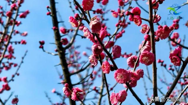 新洲梅花抢先打卡！抓住冬日第一抹绽放的色彩