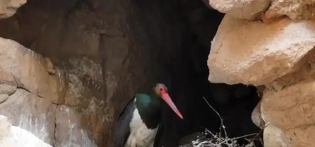 山西发现1米高大黑鸟，全国仅存不足2000只	，比大熊猫还珍贵！