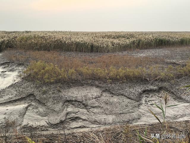 2025辽宁赏秋之旅日记(6)——到辽河口中国最北海岸线看日出 观鸟