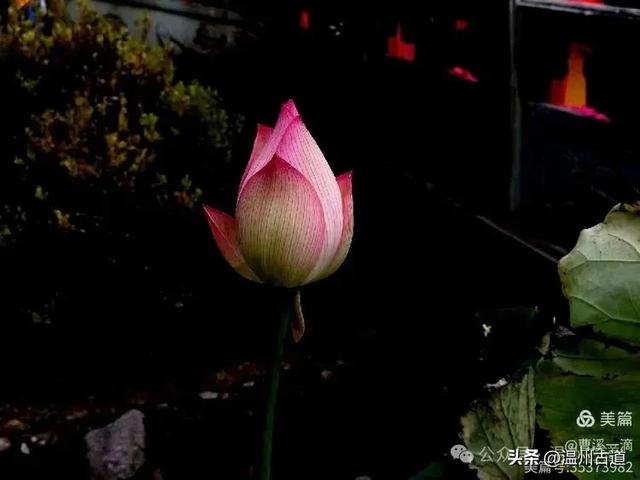 夏日闲逛大寺基，体会高山之上的凉意，处处有惊喜！