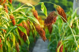 白酒市场激战，泸州老窖如何实现双位数增长？图片