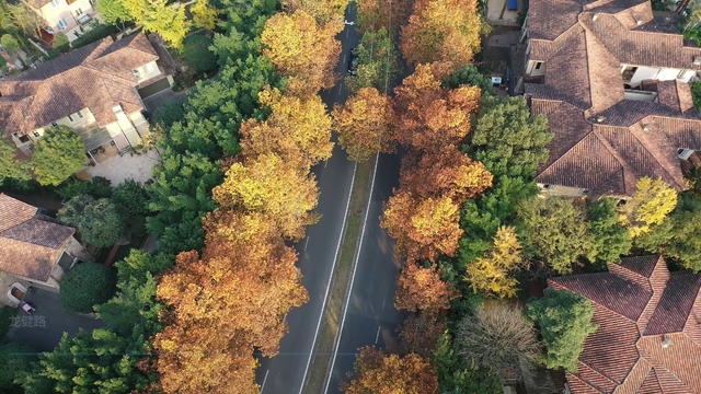 轨道直达！重庆“顶流”梧桐大道已经美到next level了！