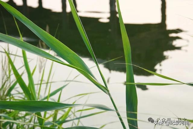 盛夏的商丘古城，希望清明上河园入住后早日实现一日梦回几百年