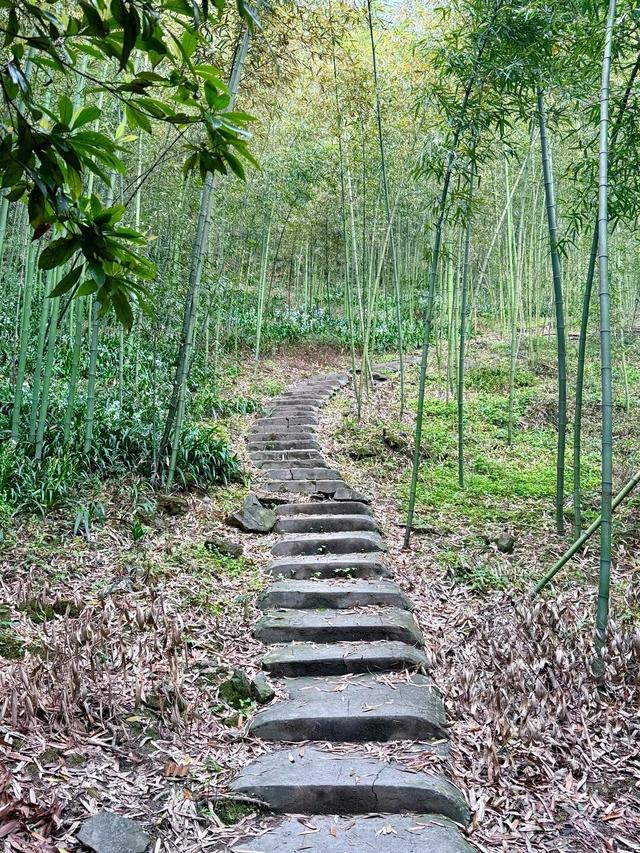 成都1h直达5000亩竹林，不费腿0门票，徒步挖笋玩水遛娃天花板！